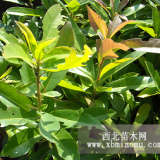 江西木荷|江西木荷基地|木荷種植技術(shù)