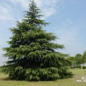 南京苗圃批发雪松小苗，雪松树，籽播雪松直销价格