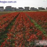 哪里賣紅葉石楠樹哪里是紅葉石楠產(chǎn)地紅葉石楠基地