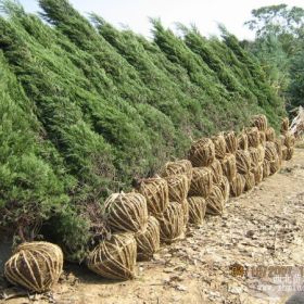 南京苗圃批发蜀桧小苗，蜀桧柏，塔柏，蜀桧直销价格