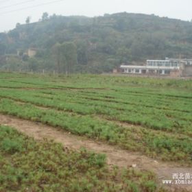 1—2年生油松、白皮松小苗