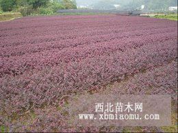 湖南红花继木基地