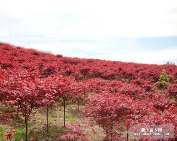 紅楓