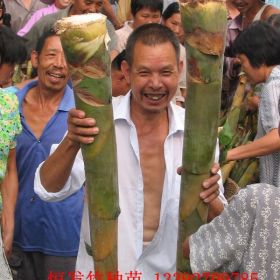 吊丝竹苗 青竹苗 大头竹苗 粉单竹苗 麻竹苗