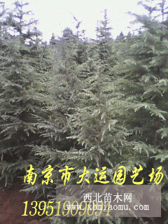 雪松 蜀桧 桂花 广玉兰 南京园林绿化公司