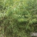 皂角及野山桃樹若干