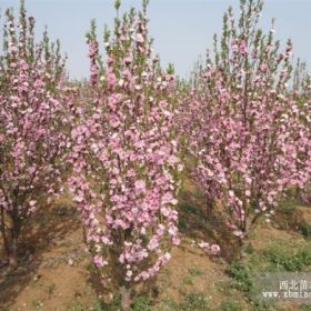 龍柱碧桃 菊花碧桃 紅葉碧桃 北美海棠 榆葉梅 白臘等