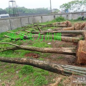 三角枫价格查询，野生骨架三角枫，三角枫报价