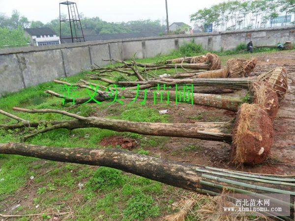 野生骨架三角枫