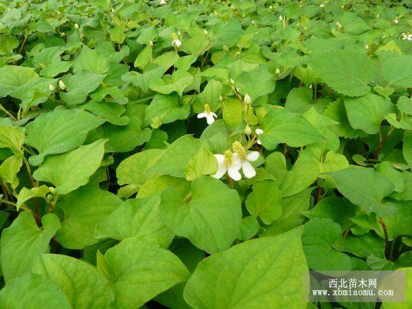 魚腥草種苗，魚腥草種苗