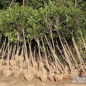 精品桂花_桂花小苗_桂花小苗价格查询_精品桂花价格查询