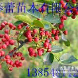 花椒苗優(yōu)質花椒苗大紅袍花椒苗泰安花椒苗