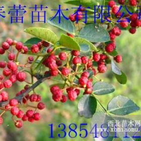 花椒苗優(yōu)質(zhì)花椒苗大紅袍花椒苗泰安花椒苗