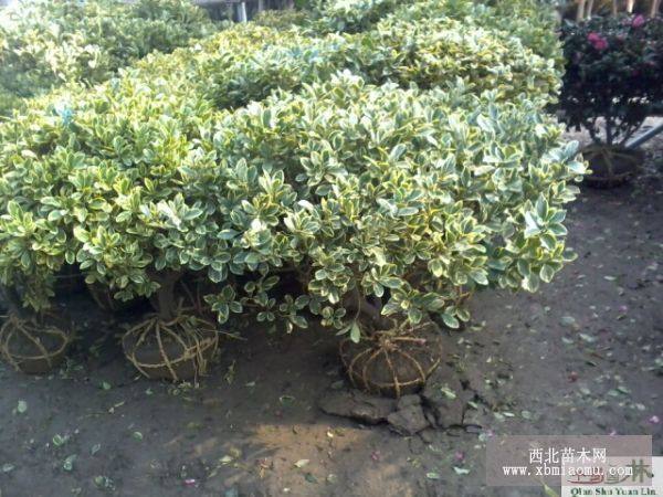 金邊黃楊球形植物