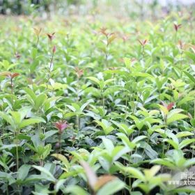 桂花|桂花价格|湖北桂花|桂花种植|桂花培育|桂花苗圃