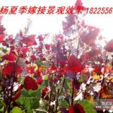 云南昆明貴州貴陽廣西南寧廣東全紅楊美國竹柳桂花小苗價(jià)格