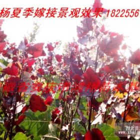 云南昆明貴州貴陽廣西南寧廣東全紅楊美國竹柳桂花小苗價格