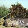 10公分移植廣玉蘭價(jià)格 廣玉蘭移植苗價(jià)格報(bào)價(jià)