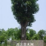 湖南移植多桿香樟樹(shù)價(jià)格