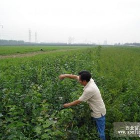 2018年丛生紫丁香苗木报价表 丛生紫丁香苗木的基地大量批发