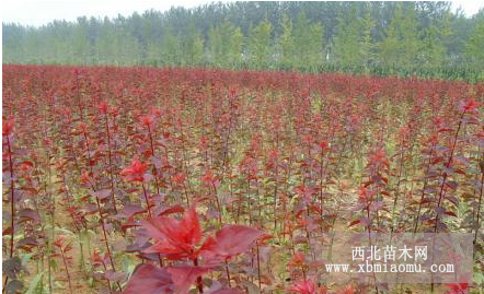 紅葉李小苗 成都千蜀園林 苗圃低價批發供應