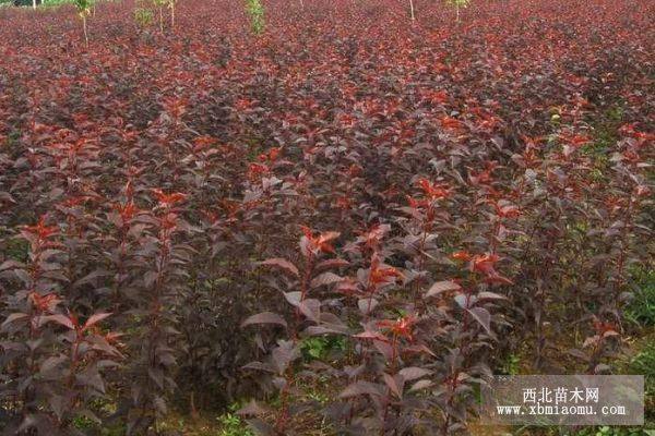 批發(fā)紅葉櫻花、紅葉白臘小苗