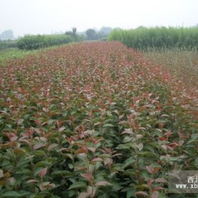 北美海棠基地、冬红果价格、甜茶苗批发