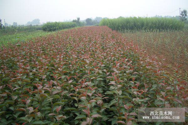 供应甜茶苗、北美海棠、冬红果