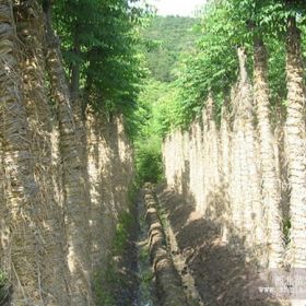 供应黄山栾树、全冠黄山栾树、切杆移栽栾树