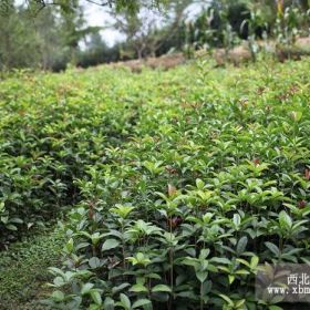 湖北桂花树价格|湖北桂花苗|湖北桂花小苗|湖北桂花苗价格