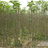 櫻花 櫻花小苗 成都千蜀園林 苗圃低價批發(fā)供應