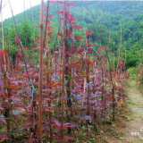 成都千蜀园林苗圃低价批发供应红枫小苗