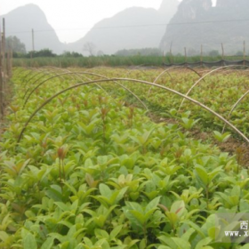 朱砂桂小苗 成都千蜀园林 苗圃低价批发供应