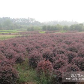 黑珍珠双面红大叶红花继木汤璇德花木苗场大量优质供应