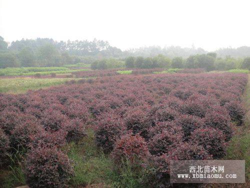 黑珍珠雙面紅大葉紅繼木湯璇德供應