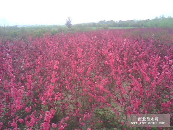 紅葉碧桃薈園園林綠化苗木基地