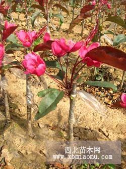 北美海棠芽苗 冬紅海棠 木瓜苗 垂絲海棠 北美海棠