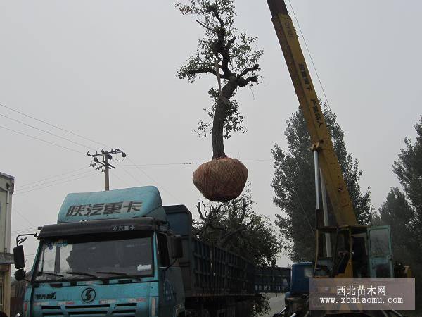 榆樹(shù)、白蠟、刺槐、合歡