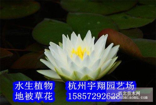 白睡蓮