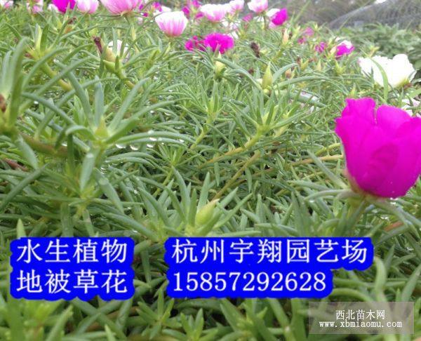 太陽(yáng)花