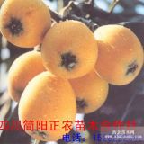 四川簡(jiǎn)陽(yáng)市正農(nóng)苗木出售枇杷苗并提供枇杷苗種植技術(shù)