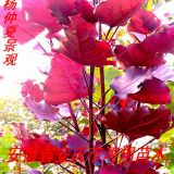 新疆內(nèi)蒙遼寧吉林黑龍江全紅楊美國竹柳紫薇小苗價(jià)格