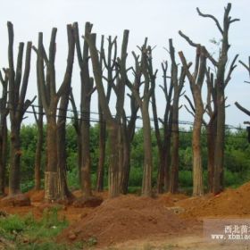 骨架香樟，骨架香樟价格，湖南跳马是有名的香樟之乡