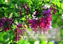 3公分香花槐价格宁夏香花槐基地3公分香花槐多少钱