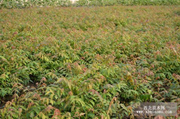 花椒欒樹香樟香椿核桃柑橘桃子桂花