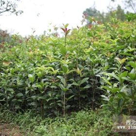 桂花小苗|湖北桂花小苗|桂花实生苗|桂花小苗价格