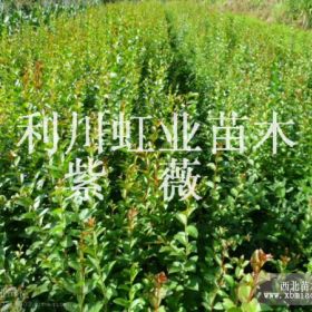 供应湖北利川紫薇树紫薇小苗紫薇种子(又名百日红)