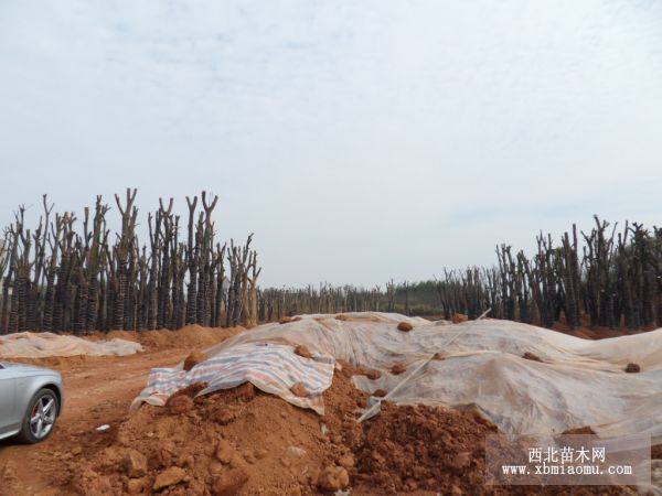 骨架香樟