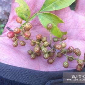 出售花椒梗，花椒上的小枝干，是提炼花椒精等的绝佳原料