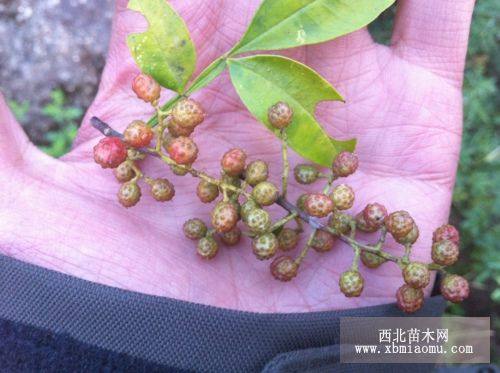 花椒梗，花椒小枝干